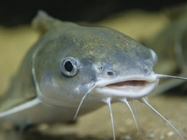 Cá trê số mấy giải mã ý nghĩa theo phong thủy