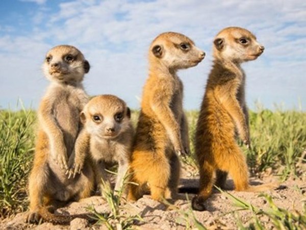 Con chồn số mấy số gì? Nằm mơ thấy con chồn là điềm gì? Con chồn số mấy số gì? Nằm mơ thấy con chồn là điềm gì?