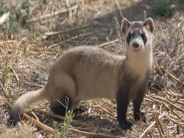 Con chồn số mấy số gì? Nằm mơ thấy con chồn là điềm gì?