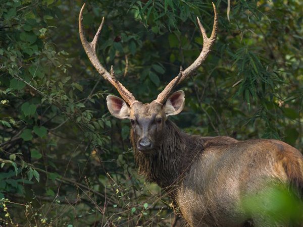 Con nai số mấy, số gì? Khám phá mơ thấy con nai là điềm gì?