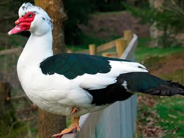 Tìm hiểu con ngan số mấy có điềm gì may mắn hay xui xẻo