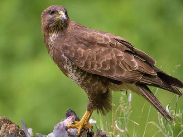 Con ó số mấy? Luận ý nghĩa và con số liên quan đến loài ó