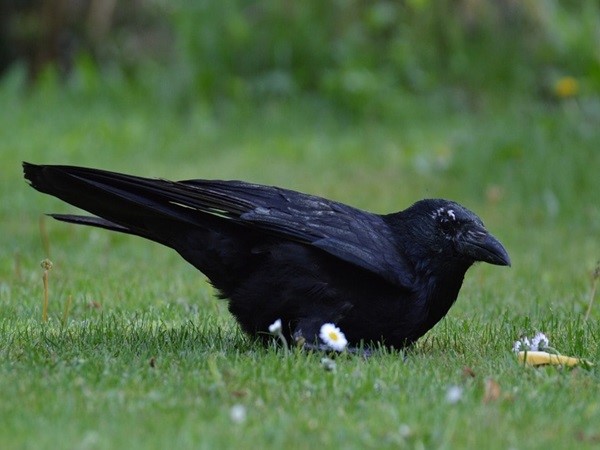 Con quạ số mấy, tìm hiểu ý nghĩa con quạ chi tiết nhất?