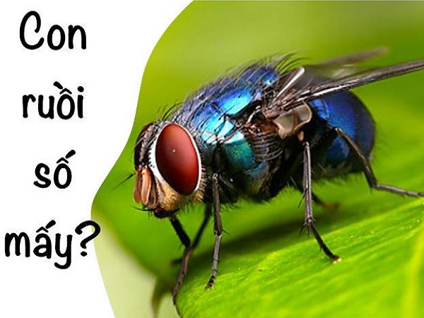 Giải mã con ruồi số mấy và ý nghĩa khi mơ thấy con ruồi Giải mã con ruồi số mấy và ý nghĩa khi mơ thấy con ruồi