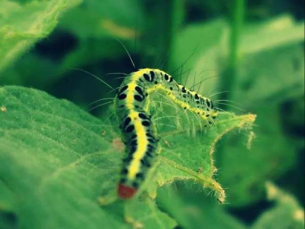 Luận giải con sâu số mấy? Gợi ý cặp số đổi vận bất ngờ