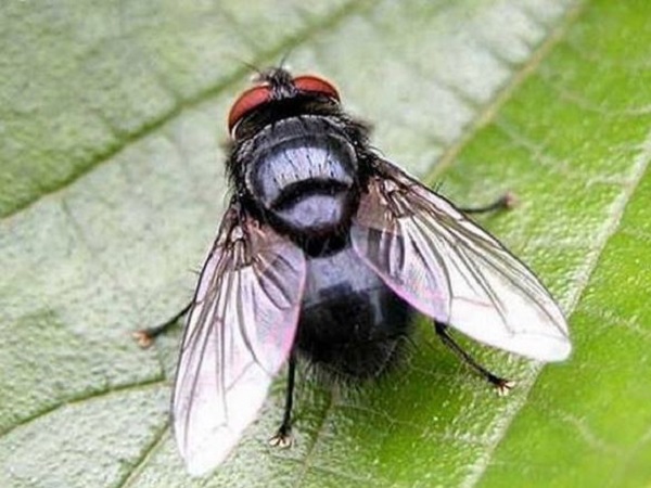 Mơ thấy con ruồi có ý nghĩa gì? Điềm lành hay dữ?