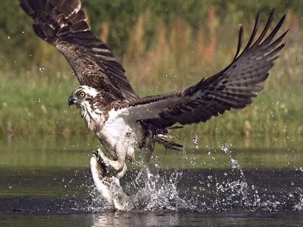 Cách lựa chọn con ó đánh số mấy phù hợp